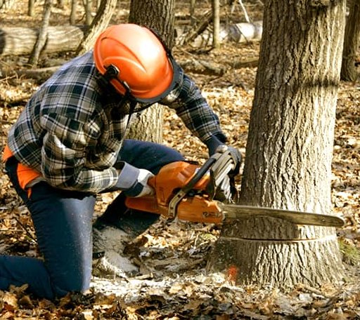 Tree Removal in New Tazewell, TN
